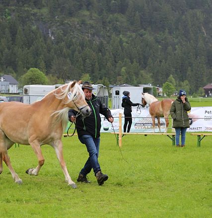 Jubiläumsausstellung 70 Jahre Haflinger Pferdezuchtverein mittleres Unterinnal _Foto Sarah Brunner