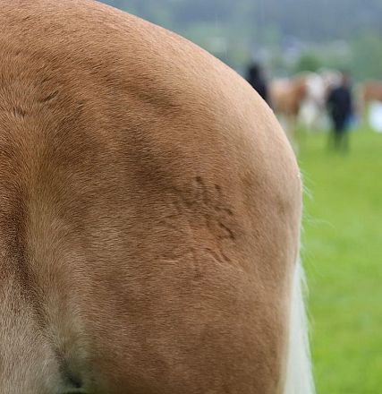 Jubiläumsausstellung 70 Jahre Haflinger Pferdezuchtverein mittleres Unterinnal _Foto Sarah Brunner