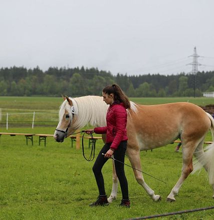 Jubiläumsausstellung 70 Jahre Haflinger Pferdezuchtverein mittleres Unterinnal _Foto Sarah Brunner