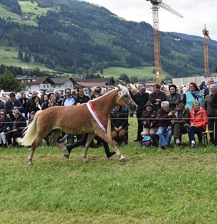 Jubiläumsausstellung 90 Jahre HZV Weer - Fotograf Tanja Mayr