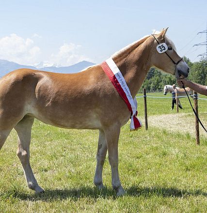 Landesausstellung Haflinger Pferdezuchtverein Vorarlberg 2022