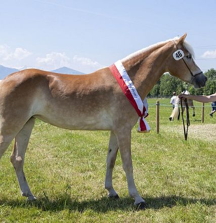 Landesausstellung Haflinger Pferdezuchtverein Vorarlberg 2022