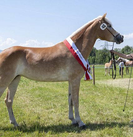 Landesausstellung Haflinger Pferdezuchtverein Vorarlberg 2022