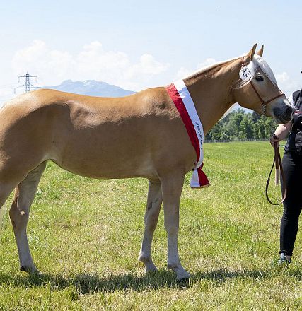 Landesausstellung Haflinger Pferdezuchtverein Vorarlberg 2022
