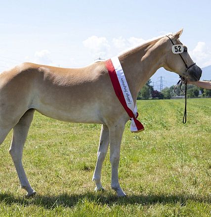 Landesausstellung Haflinger Pferdezuchtverein Vorarlberg 2022