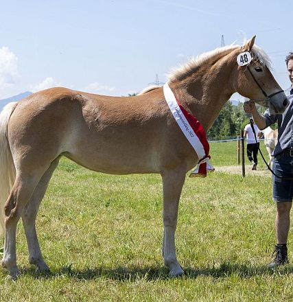 Landesausstellung Haflinger Pferdezuchtverein Vorarlberg 2022