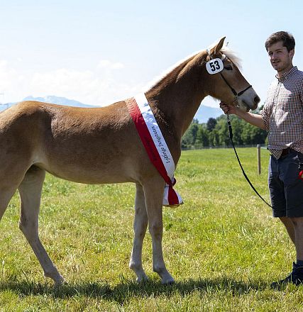 Landesausstellung Haflinger Pferdezuchtverein Vorarlberg 2022