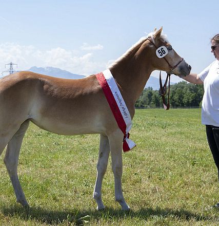 Landesausstellung Haflinger Pferdezuchtverein Vorarlberg 2022