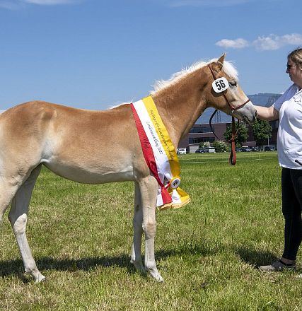 Landesausstellung Haflinger Pferdezuchtverein Vorarlberg 2022