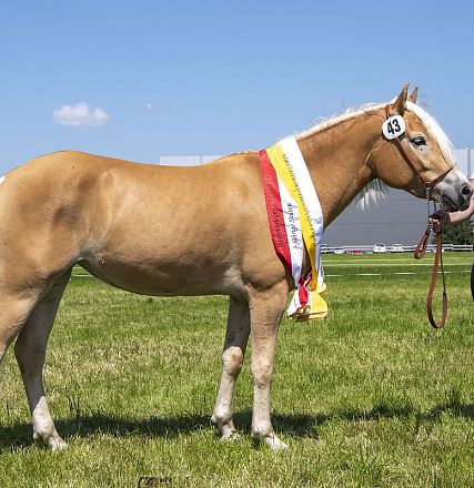Landesausstellung Haflinger Pferdezuchtverein Vorarlberg 2022