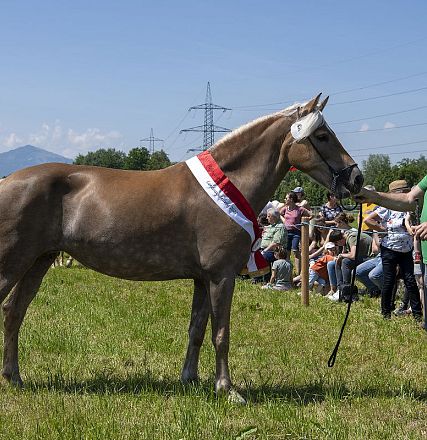 Landesausstellung Haflinger Pferdezuchtverein Vorarlberg 2022
