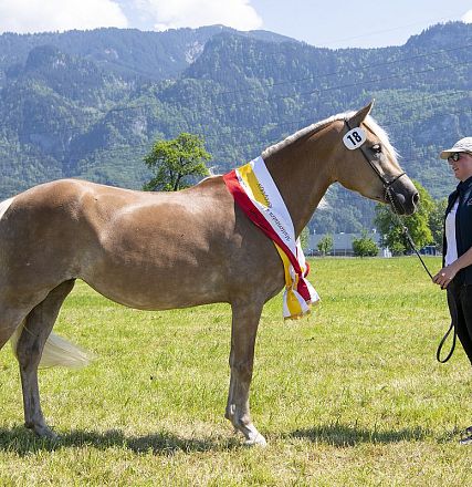 Landesausstellung Haflinger Pferdezuchtverein Vorarlberg 2022