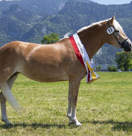 Landesausstellung Haflinger Pferdezuchtverein Vorarlberg 2022