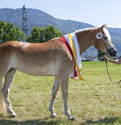 Landesausstellung Haflinger Pferdezuchtverein Vorarlberg 2022