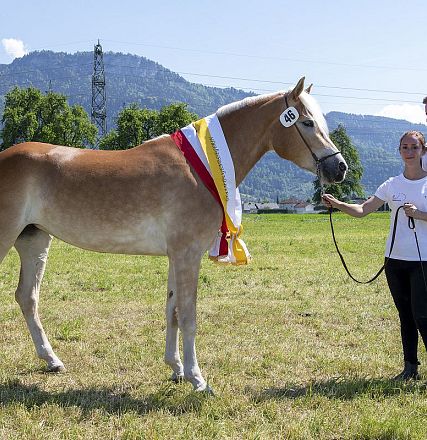 Landesausstellung Haflinger Pferdezuchtverein Vorarlberg 2022