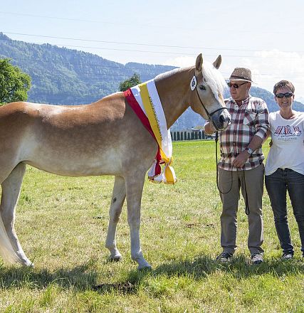 Landesausstellung Haflinger Pferdezuchtverein Vorarlberg 2022