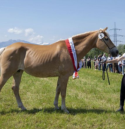 Landesausstellung Haflinger Pferdezuchtverein Vorarlberg 2022
