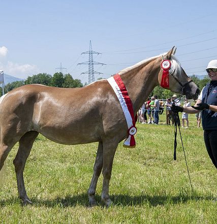 Landesausstellung Haflinger Pferdezuchtverein Vorarlberg 2022