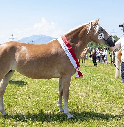 Landesausstellung Haflinger Pferdezuchtverein Vorarlberg 2022