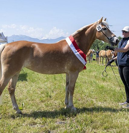 Landesausstellung Haflinger Pferdezuchtverein Vorarlberg 2022