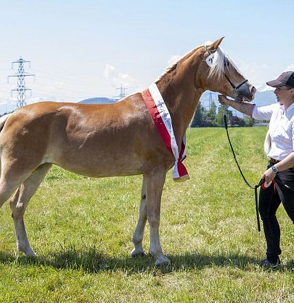 Landesausstellung Haflinger Pferdezuchtverein Vorarlberg 2022