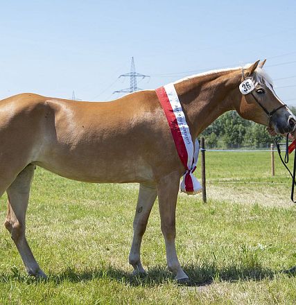 Landesausstellung Haflinger Pferdezuchtverein Vorarlberg 2022