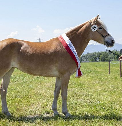 Landesausstellung Haflinger Pferdezuchtverein Vorarlberg 2022