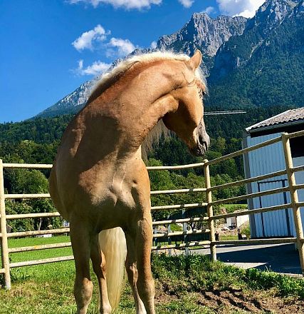 Leistungsprüfung der Tiroler Haflinger Hengste Fohlenhof Ebbs 2018