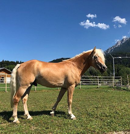 Leistungsprüfung der Tiroler Haflinger Hengste Fohlenhof Ebbs 2018