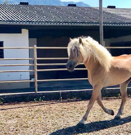 Leistungsprüfung der Tiroler Haflinger Hengste Fohlenhof Ebbs 2018