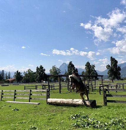 Leistungsprüfung der Tiroler Haflinger Hengste Fohlenhof Ebbs 2018
