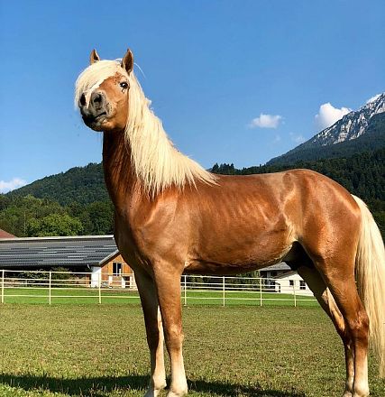 Leistungsprüfung der Tiroler Haflinger Hengste Fohlenhof Ebbs 2018