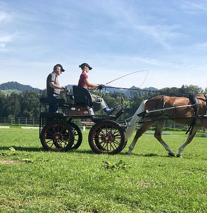 Leistungsprüfung der Tiroler Haflinger Hengste Fohlenhof Ebbs 2018