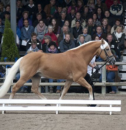 liz-201t-standschuetz-4