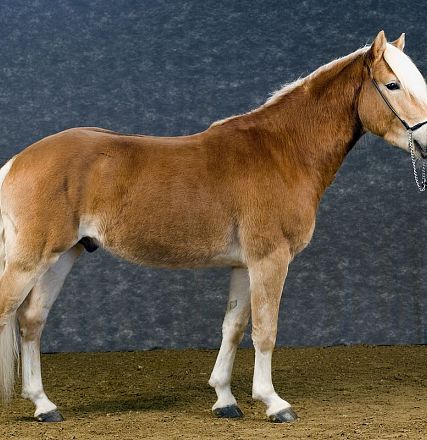 liz-515t-alpenblick-2-1