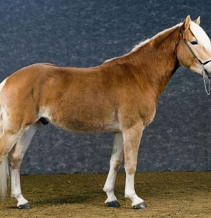 liz-515t-alpenblick-2