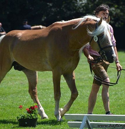 Liz. 472 T STernwächter Tiroler Haflinger Hengst