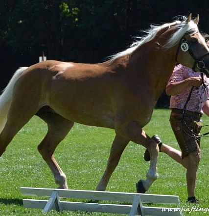 Liz. 472 T STernwächter Tiroler Haflinger Hengst