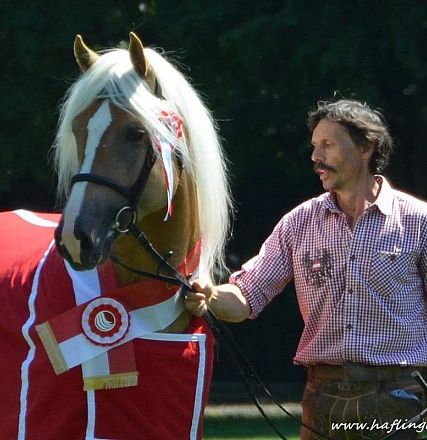 Liz. 472 T STernwächter Tiroler Haflinger Hengst