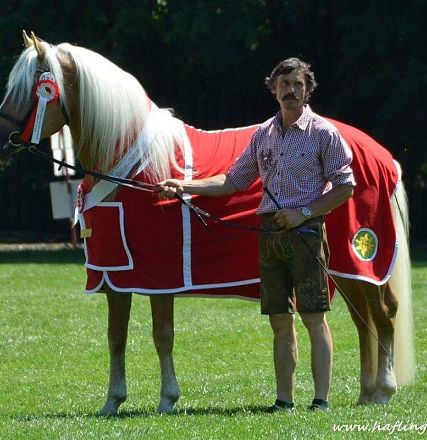 Liz. 472 T STernwächter Tiroler Haflinger Hengst