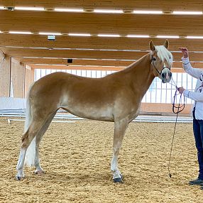 Lynn - Haflinger Stute