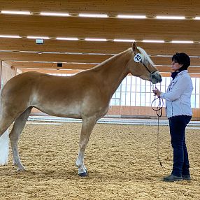 Tiroler Haflinger Stute Lynn - Fohlenhof Ebbs / Anita Baumgartner