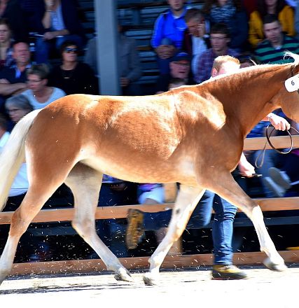 20444/T Maiblume Elitestutenschau 2019 Fotograf Rainer Nutz