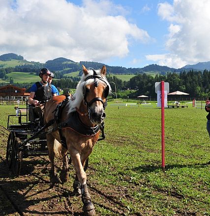 Marathon Bundes Mannschaftsmeisterschaft Reiten und Fahren 2016 - Fotograf Christian Kapfinger