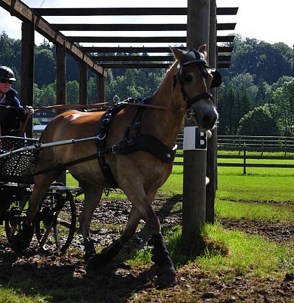 Marathon Bundes Mannschaftsmeisterschaft Reiten und Fahren 2016 - Fotograf Christian Kapfinger