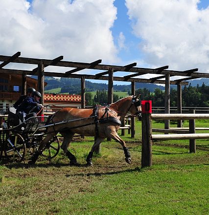 Marathon Bundes Mannschaftsmeisterschaft Reiten und Fahren 2016 - Fotograf Christian Kapfinger