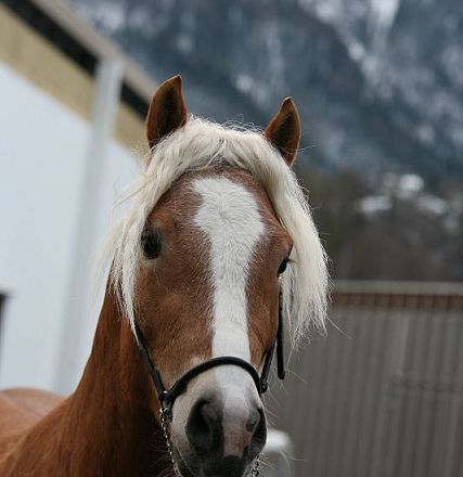 Nederkogl