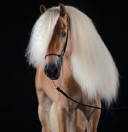 nobianco-zuchthengst-haflinger-pferdezuchtverband-tirol-foto-anja-felkel