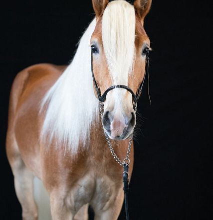 Portraitfoto Tiroler Haflingerhengst Achilles