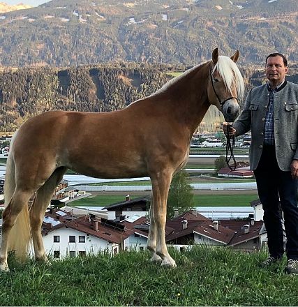 Siegerstute in Kematen 20277/T  Maija Besitzer Romed Posch aus Thaur.
Foto Rainer Nutz